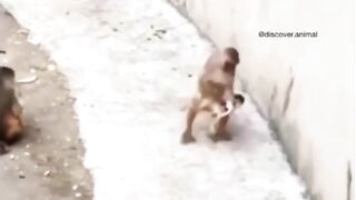 Mounky playing with baby