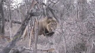 Hyena_s Savage Revenge_ Lion Was Torn To Pieces By Angry Hyenas In The Night To Avenge Cubs(720P_HD