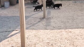 German shepherd puppies 8 weeks DAD Play!