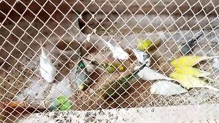 MY BEAUTIFUL BIRDS THIS IS VERY BEST