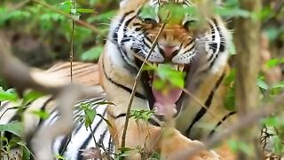 Animal Nature Clip