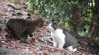 Cat Fight-HD 1080p