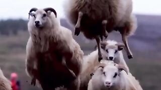 Funny animals