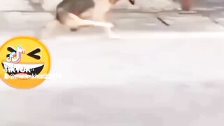 Dog and cat funny and ta dayk????????????????????????????