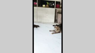 Cat & Dog Funny Tiktok