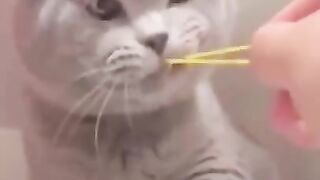 Cat and Dog Funny