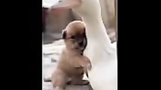 Duck nice