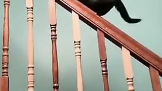 Cats being