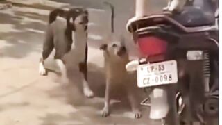 funny animals #shorts