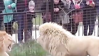 Lion king lion fight jungle raja tiger