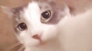 Momivoy