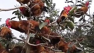 ko ko kok