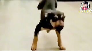 Muzic Dog is funny