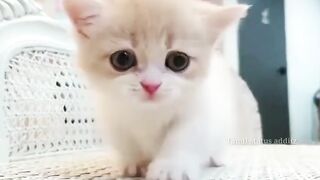 Beautiful ❤️ cat ???? so pretty ????