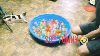 cat playing with balls ???? funny cat | pets and Animals
