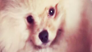 Funniest Animals 2023 Funnest Cats and Dogs 2023 Part 6