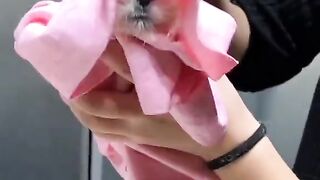 Funniest Cats 2023 #shorts #funny #shortvideos
