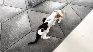 Cat Fight