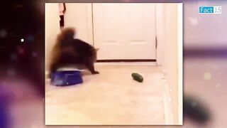 इन जानवरों से पंगा ना बाबा ना ????????.... Funny Animals 2022 (Part-6)