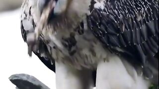 Bearded vulture