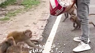 Monkey_baby_Reaction_eating