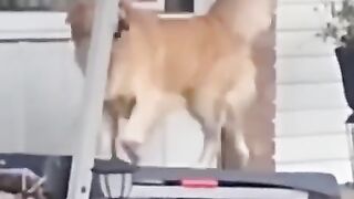 Funny_animals_-_Funny_cats___dogs_-_Funny_animal_videos