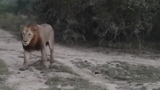 Cat_Funny_videos_Best_Funny_animals_videos_P1(480p).