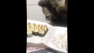 Happy Naughty & Cute Animals Fun