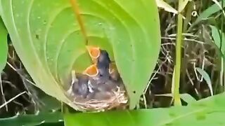 Pássaros Coisa mais linda de se ver❤️