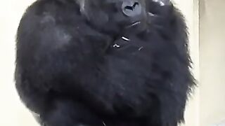 Story lucu kebun binatang