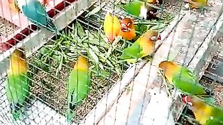 My Bird Familly