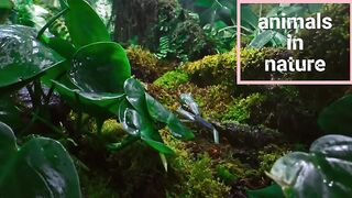 animals in nature.