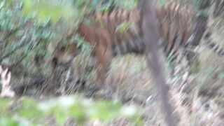 RIDDHI IN ZONE 3 HIDING HER FOOD_.