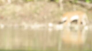 Tiger drink water.
