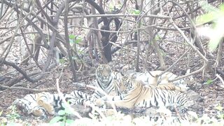 Tadoba - BHANUSKANDI.