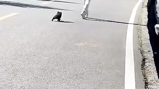This-baby-#bear-#lost-from-its-mother-followed-a-man-and-then-this-happened-animalshorts-bear##-
