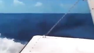 A Dolphin Save dog and slute