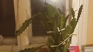 Cactus And Grape.
