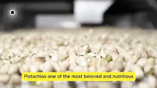 Pistachio Harvest Made EASY With Modern Machinery Technology