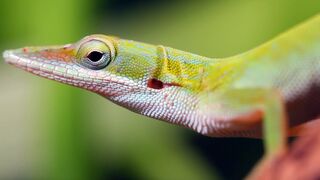 Meet the Animals of Cuba | Relax With Nature