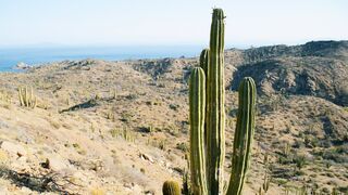 Explore the Deserts of Mexico | Relax with Nature | The Wild Place