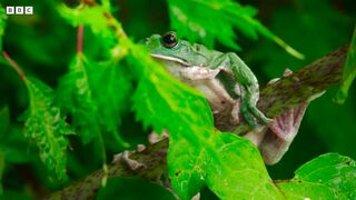 Frog Mating Foam Party | 4K UHD | Japan: Earth's Enchanted Islands