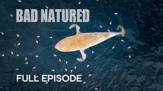 Harrowing Ocean Encounter with Baby Whale | Bad Natured
