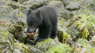 Bear Cubs' First Trip to the Seaside | 4K UHD | Seven Worlds One Planet