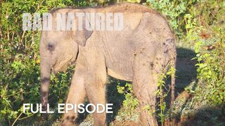 Baby Elephant Abandoned by Mother | Bad Natured