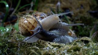 Slow down with Snails and Slugs | Relax With Nature