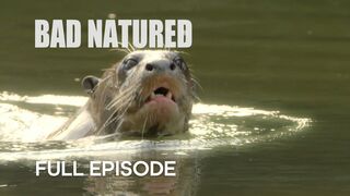 Rare Otter Encounter Takes Shocking Turn | Bad Natured