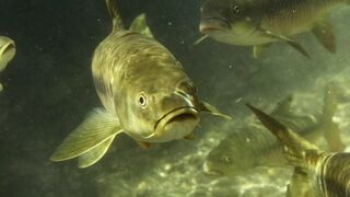 The Largest Carp in the World | Ganges