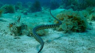 70-Year-Olds Who Hunt Venomous Snakes Using Their Bare Hands