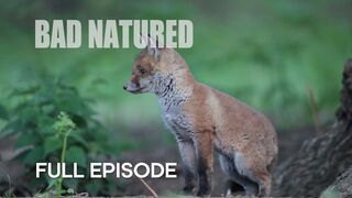 Cannibalism in Urban Fox Den | Bad Natured